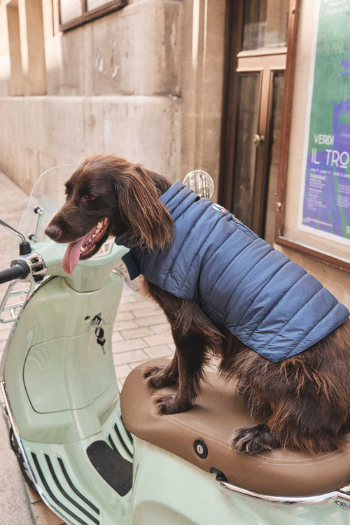 Doudoune pour chien Bluestone Cutie