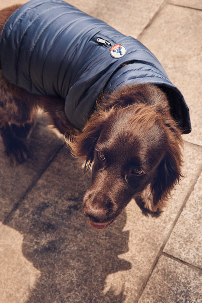 Doudoune pour chien Bluestone Cutie