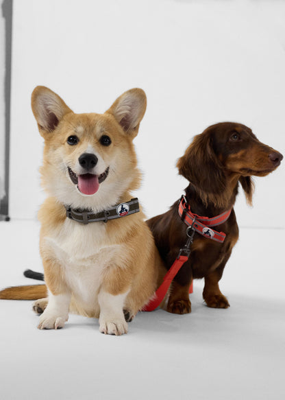 Collier pour chien Rouge feu Pancho