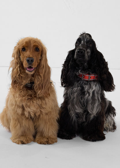 Collier pour chien Rouge feu Pancho